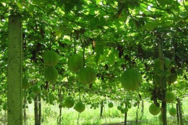 2018種瓜蔞賺錢嗎?瓜蔞種植的利潤與投資成本及前景預(yù)測