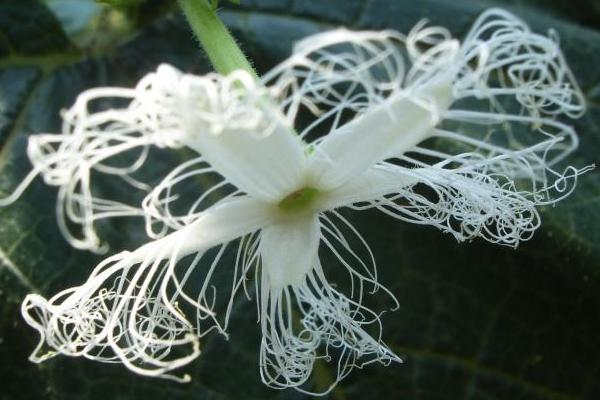 2018種瓜蔞賺錢嗎?瓜蔞種植的利潤與投資成本及前景預(yù)測