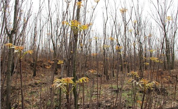 香椿種植技術視頻