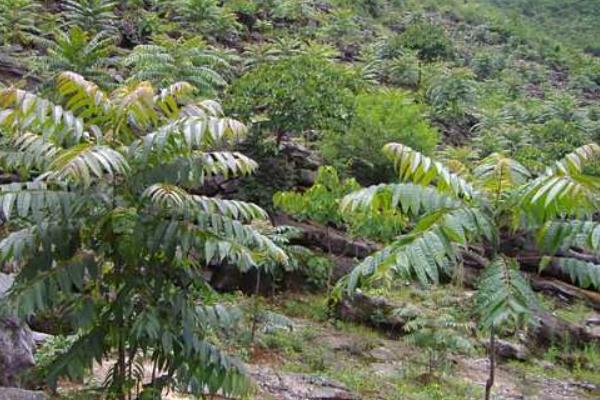 香椿種植技術視頻