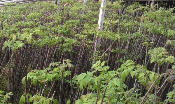 香椿種植技術視頻