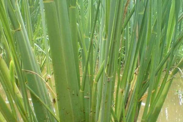 2018種茭白賺錢嗎?茭白種植的利潤與投資成本及前景預測