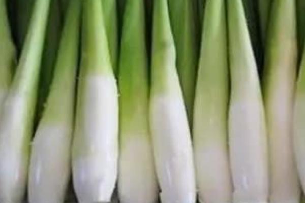 2018種茭白賺錢嗎?茭白種植的利潤與投資成本及前景預測