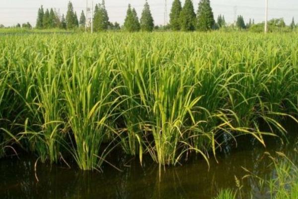 2018種茭白賺錢嗎?茭白種植的利潤與投資成本及前景預測