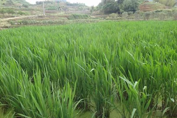 2018種茭白賺錢嗎?茭白種植的利潤與投資成本及前景預測