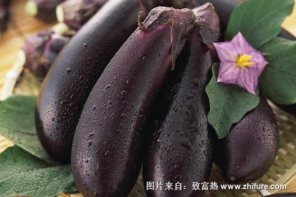 青茄子和紫茄子的區別是什么