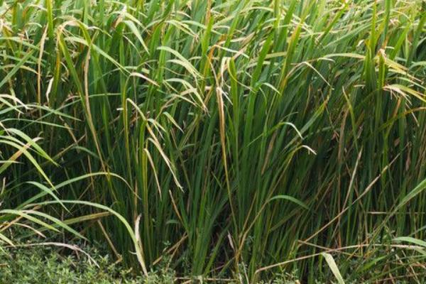 2018種茭白賺錢嗎?茭白種植的利潤與投資成本及前景預測