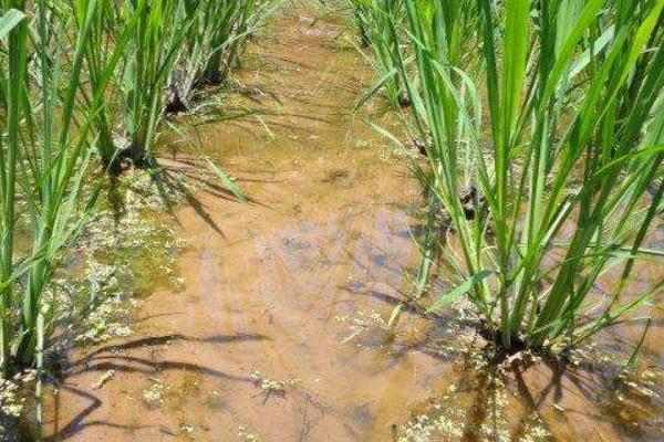 2018種茭白賺錢嗎?茭白種植的利潤與投資成本及前景預測