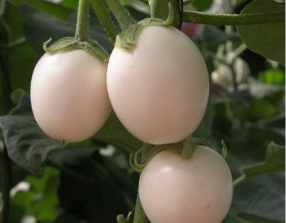 青茄子和紫茄子的區別是什么