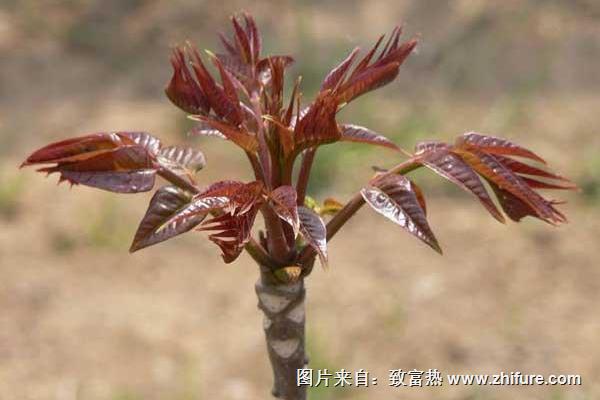 香椿什么時(shí)候種植