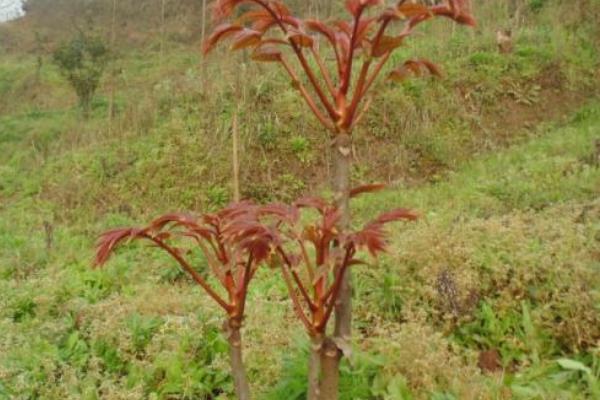 香椿什么時(shí)候種植