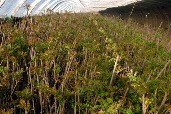 香椿什么時(shí)候種植