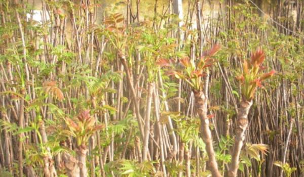 香椿什么時(shí)候種植