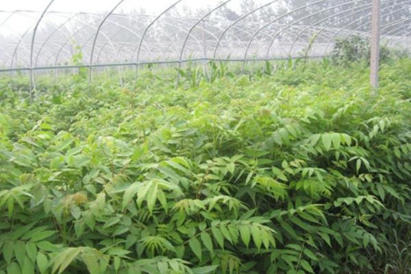 香椿什么時(shí)候種植