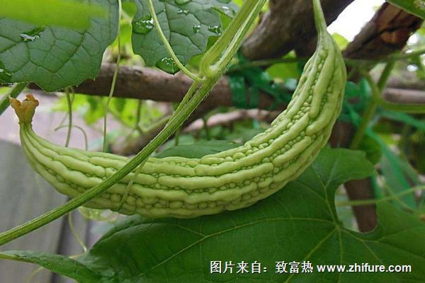 2018種苦瓜賺錢嗎？苦瓜種植的利潤與投資成本及前景預測