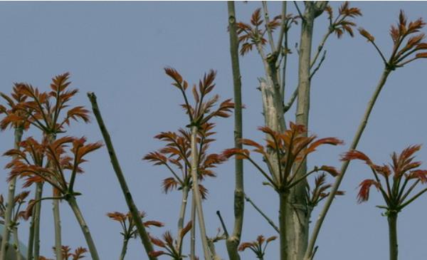 香椿什么時(shí)候種植