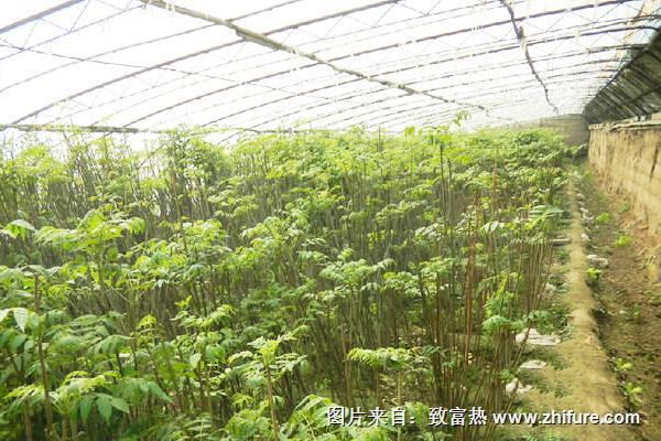 大棚香椿種植效益分析