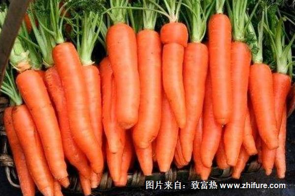 2018種胡蘿卜賺錢嗎？胡蘿卜種植的利潤與投資成本及前景預測