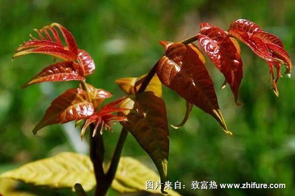 香椿是發(fā)物嗎