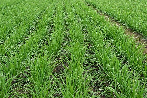 韭菜什么時候種