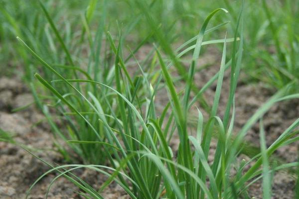 韭菜什么時候種