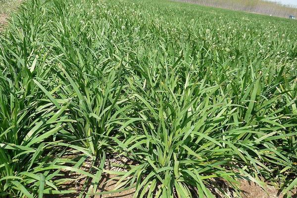 韭菜什么時候種