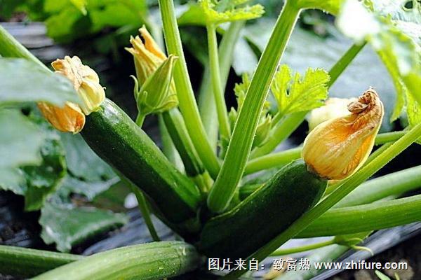 2018種西葫蘆賺錢嗎？西葫蘆種植的利潤與投資成本及前景預測