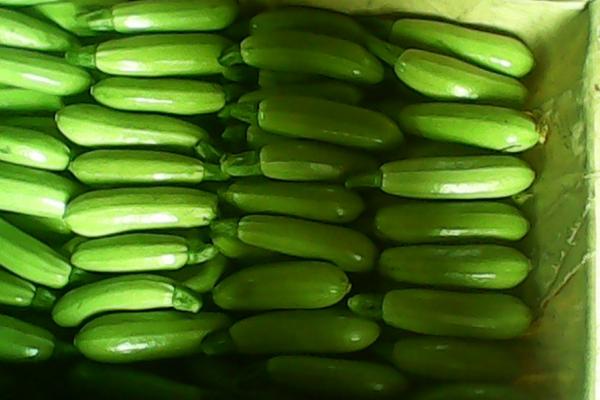 2018種西葫蘆賺錢嗎?西葫蘆種植的利潤與投資成本及前景預測