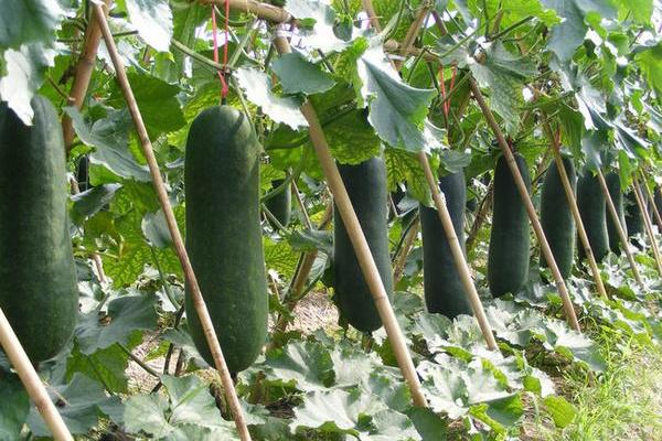 2018種西葫蘆賺錢嗎?西葫蘆種植的利潤與投資成本及前景預測