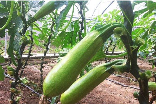2018種西葫蘆賺錢嗎?西葫蘆種植的利潤與投資成本及前景預測