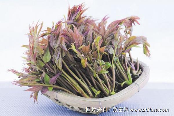 哺乳期能吃香椿嗎