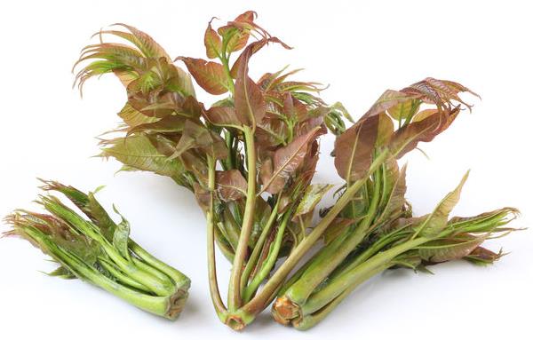 哺乳期能吃香椿嗎