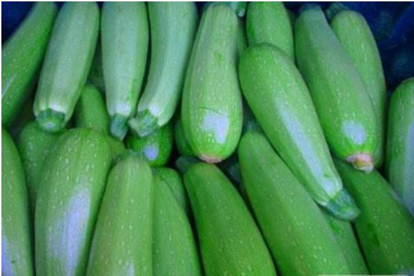 2018種西葫蘆賺錢嗎?西葫蘆種植的利潤與投資成本及前景預測