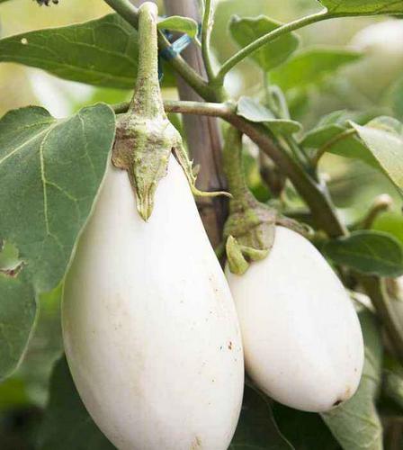 白茄子圖片大全