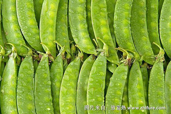 2018種荷蘭豆賺錢嗎？荷蘭豆種植的利潤與投資成本及前景預測