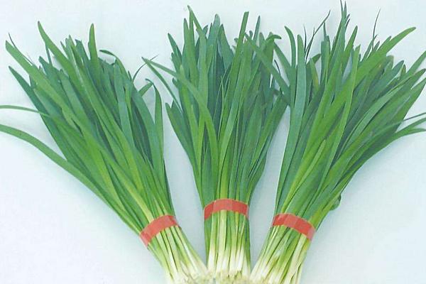 韭黃和韭菜的區別是什么