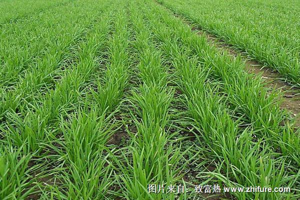 種韭菜是幾月份種