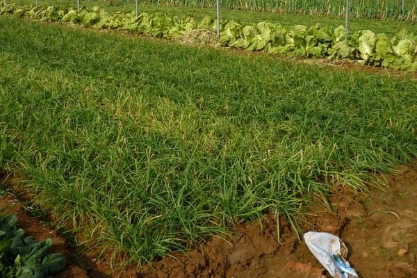 種韭菜是幾月份種