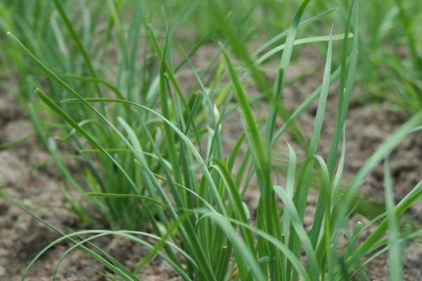 種韭菜是幾月份種