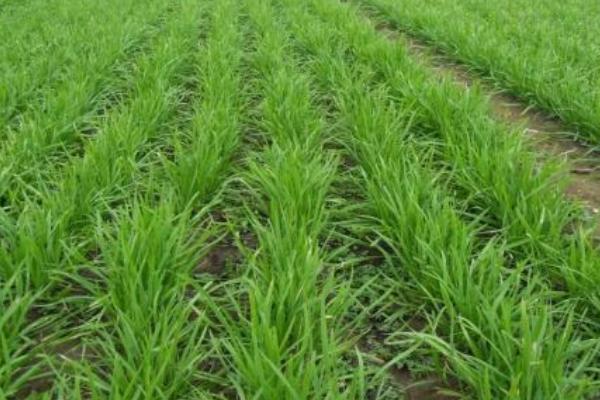 種韭菜是幾月份種