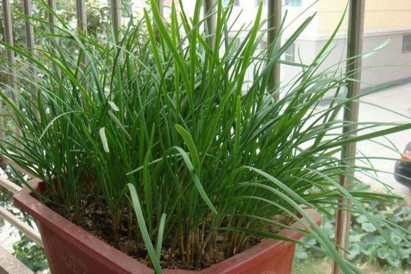 種韭菜是幾月份種