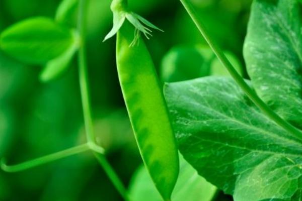 2018種荷蘭豆賺錢嗎？荷蘭豆種植的利潤與投資成本及前景預測