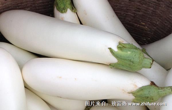 白茄子的功效與作用及禁忌