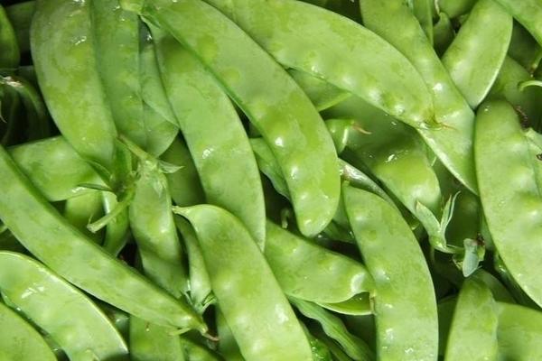 2018種荷蘭豆賺錢嗎？荷蘭豆種植的利潤與投資成本及前景預測