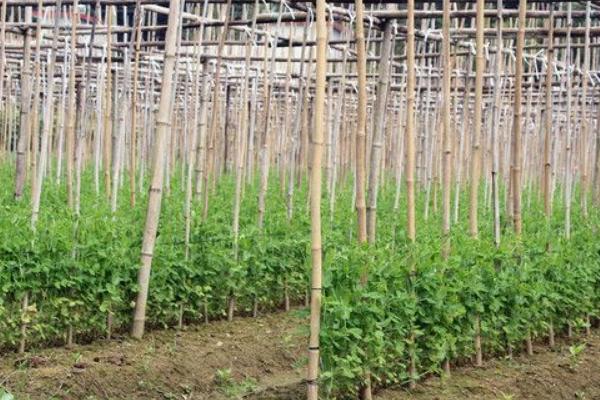 2018種荷蘭豆賺錢嗎？荷蘭豆種植的利潤與投資成本及前景預測