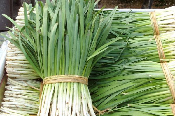 韭黃和韭菜的區別是什么