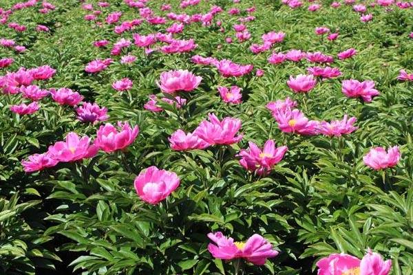 白芍科學(xué)種植技術(shù)