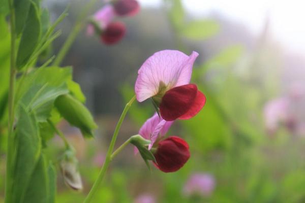 2018種荷蘭豆賺錢嗎？荷蘭豆種植的利潤與投資成本及前景預測