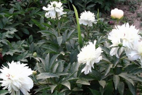 白芍科學(xué)種植技術(shù)