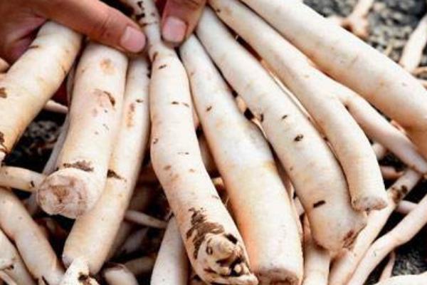 白芍科學(xué)種植技術(shù)